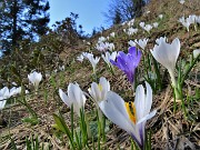 21 Sul sent. 217 primi Crocus vernus (Zafferano maggiore) bianchi e violetti